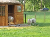 Zorgboerderij VLINDER - green care farma MOTÝL